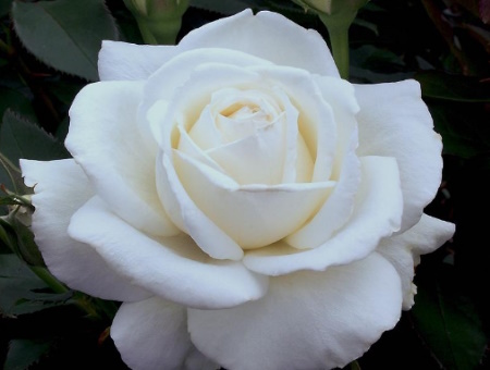 Rosa-Douce-Blanche